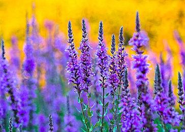 《遗迹传说：高清复刻版》中文版先导预告 2024年2月1日发售